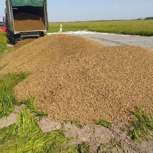 Галька річкова оптом, коричнева, 5-20мм griv-01 фото